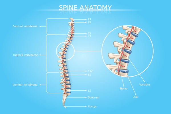 spine surgery anatomy illustration